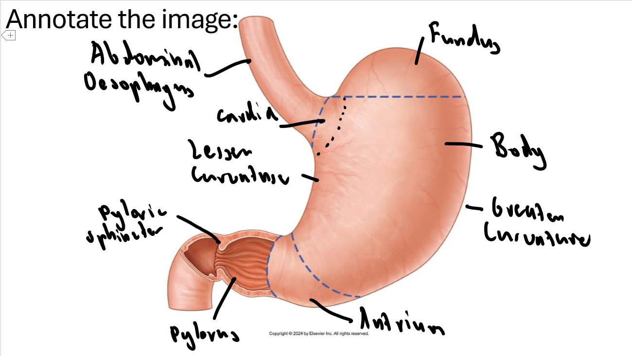 knowt flashcard image