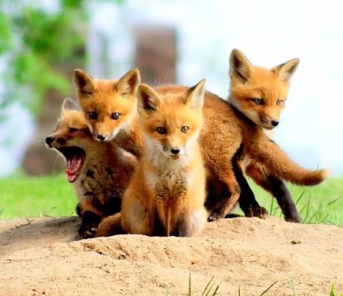 <p>a —— of foxes</p>