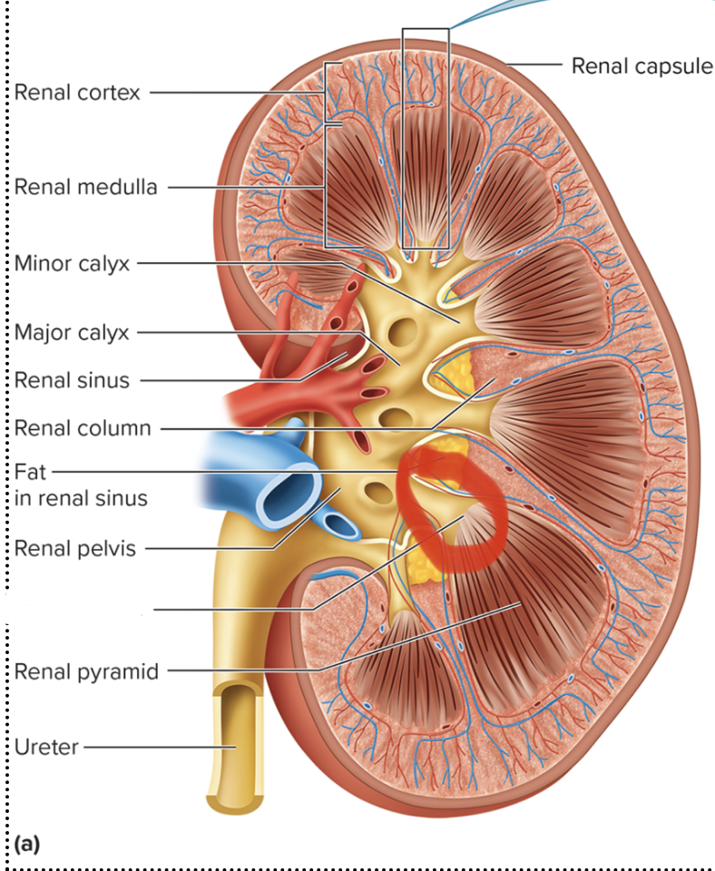 <p>name this structure</p>