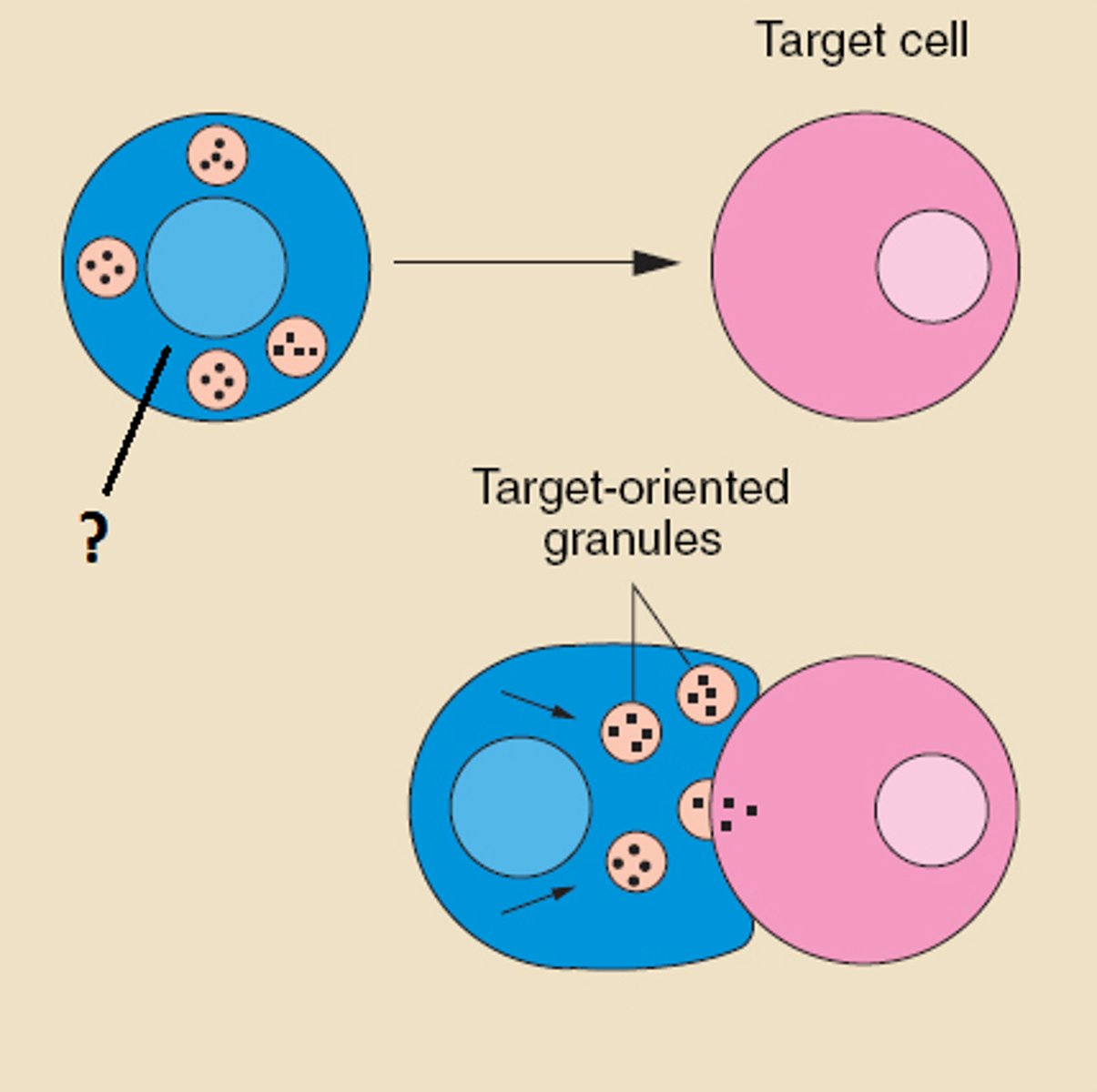 <p>lymphocyte that directly kills antigens; called (CD8+) T cell</p>