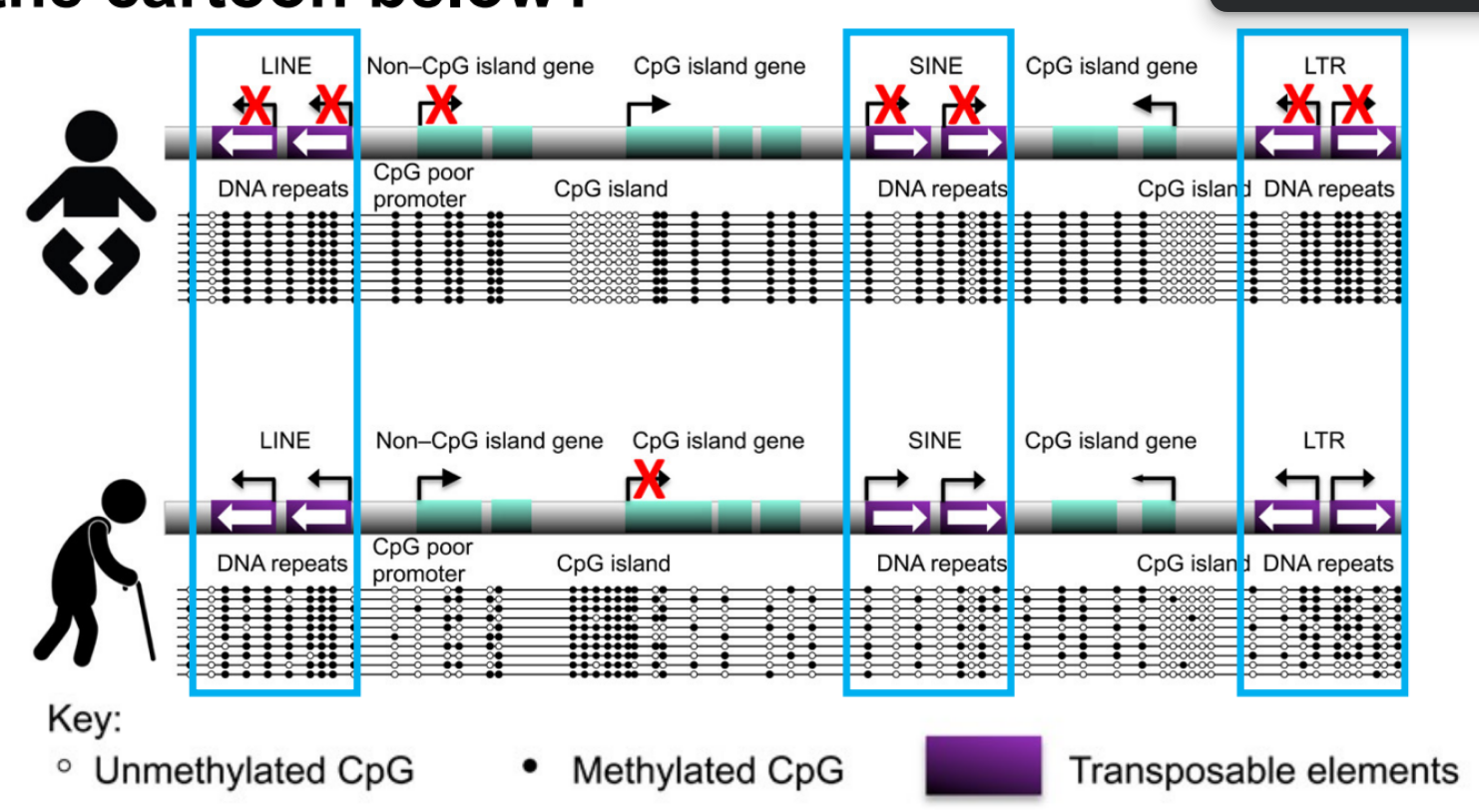 <p>generally, <u>DNA methylation decreases w/ age</u> in humans</p><ul><li><p>decreased DNA methylation (will change how DNA is packaged)</p></li><li><p>altered histone modifications, where:</p><ul><li><p><u>increase of activating histone mod.</u></p></li><li><p><u>decrease of repressive histone mod.</u></p></li><li><p><span style="color: purple;"><mark data-color="purple" style="background-color: purple; color: inherit;">(^ both for more open chromatin, so can do gene expression </mark></span><span style="color: rgb(189, 184, 184);"><mark data-color="purple" style="background-color: purple; color: inherit;">← shown in below point too</mark></span><span style="color: purple;"><mark data-color="purple" style="background-color: purple; color: inherit;">)</mark></span></p></li></ul></li><li><p>global r<u>eduction in heterochromatin</u> (closed chromatin)</p></li></ul><p>__</p><p><strong><u>epigenetic clocks</u></strong> / Horvath’s clock — <u>align epigenetic age w/ chronological age</u> (aka predict chronological age w/ DNA methylation of epigenetic age)</p><ul><li><p>aka is the <strong>robust correlation</strong> b/w changes in <u>DNA methylation</u> & <u>age</u></p></li></ul><p>in older person:</p><ul><li><p><u>decreased</u> methylation of <u>“</u><strong><u>non</u></strong><u>-CpG island”/</u><strong><u>methylated </u></strong><u>promoters</u> → <u>increased </u>gene expression</p></li><li><p><u>increased </u>methylation of <u>“CpG island”/</u><strong><u>unmethylated </u></strong><u>promoters</u> → <u>decreased </u>gene expression</p></li><li><p><u>decreased </u>methylation of <u>transposons </u>→ <u>increased</u> <u>transposon </u>expression</p></li></ul><p><span style="color: purple;">(remember that methylation of CpGs in promoter or transposon will decrease or silence gene or transposon expression)</span></p>