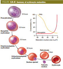 <p>• Production of RBCs</p><p>• Regulated primarily by the hormone erythropoietin</p><p>• Reticulocytes are immature RBCs that enter the bloodstream (take 1-2 days to mature into functional RBCs)</p><p>• Reticulocyte "retic" count indicates the rate of RBC production (about 0.5- 1.5% of RBCs)</p>