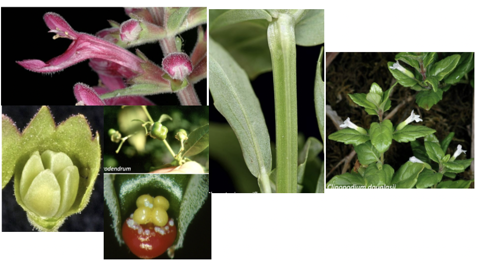 <p>Lamiaceae</p>