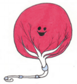 <p>type of placenta?</p>