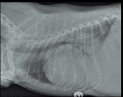 <p>Diffuse increase in opacity throughout the pulmonary parenchyma, typically from congestive heart failure, best describes WHICH pattern?</p>