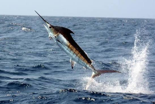 <p>marlin</p>