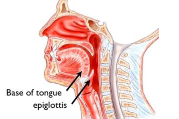 <p>Epiglottis</p>