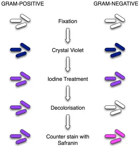 <p>Differential stain used to classify bacteria as gram positive or gram negative, depending on whether they retain or lose the primary stain (Crystal violet) when subjected to a decolorizing agent</p>