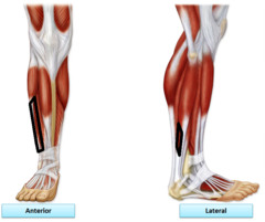 <p>Origin: distal lateral border of fibula</p><p>Insertion: metatarsal V</p><p>Action: plantarflexes and everts foot</p>