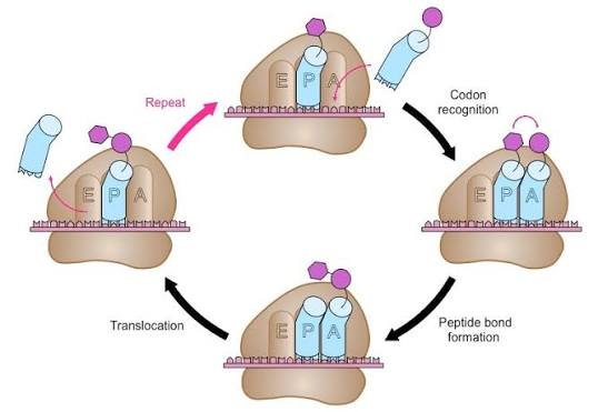 <p>• The tRNA in the peptidyl (P) site is the one that is charged with the growing polypeptide chain</p><p>• An amino-acylated tRNA is delivered to the aminoacyl (A) site</p><p>• A new peptide bond is formed between the polypeptide chain and the charged tRNA in the A site</p><p>• tRNAs in the P and A site translocate into the exit (E) and P sites, respectively</p>