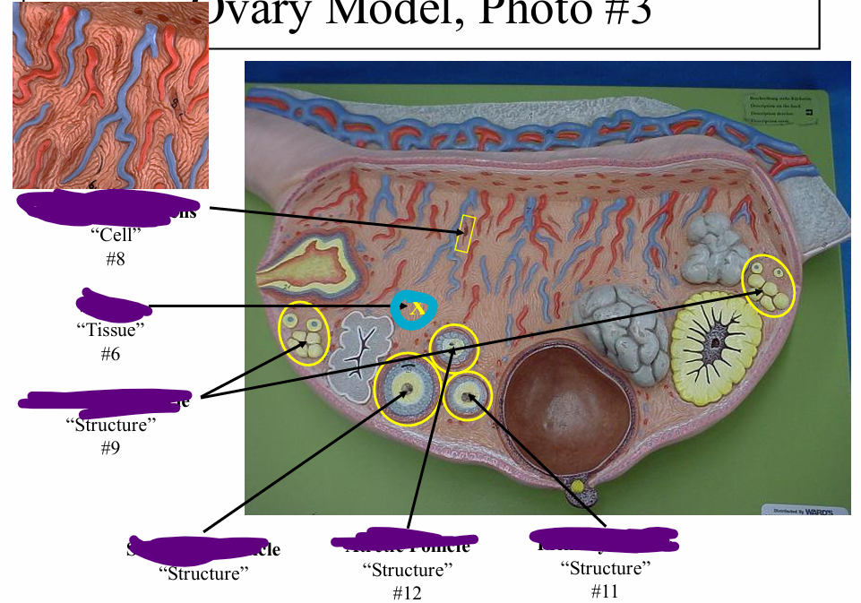 <p>name the tissue </p>