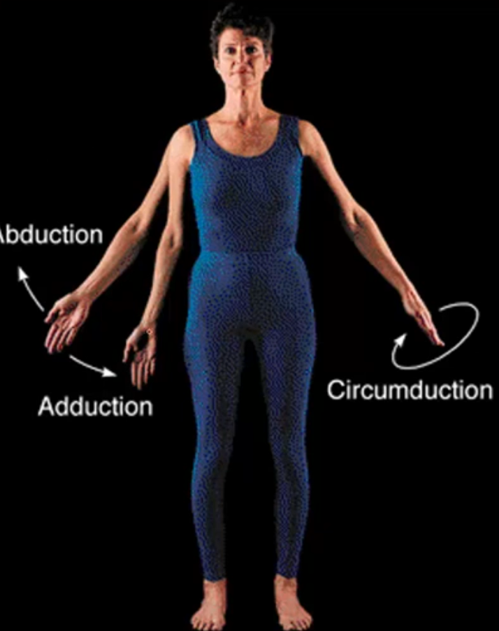 <p>Movement of a limb toward the midline of the body</p>