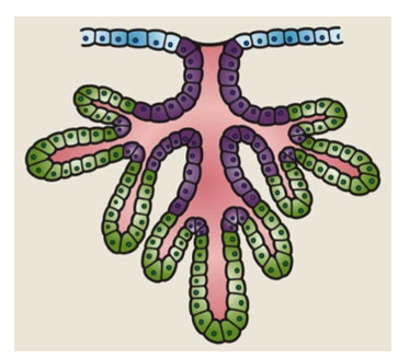 <p>A11) Below is a cartoon of a multicellular gland. What is the general classification for this type of gland?</p>