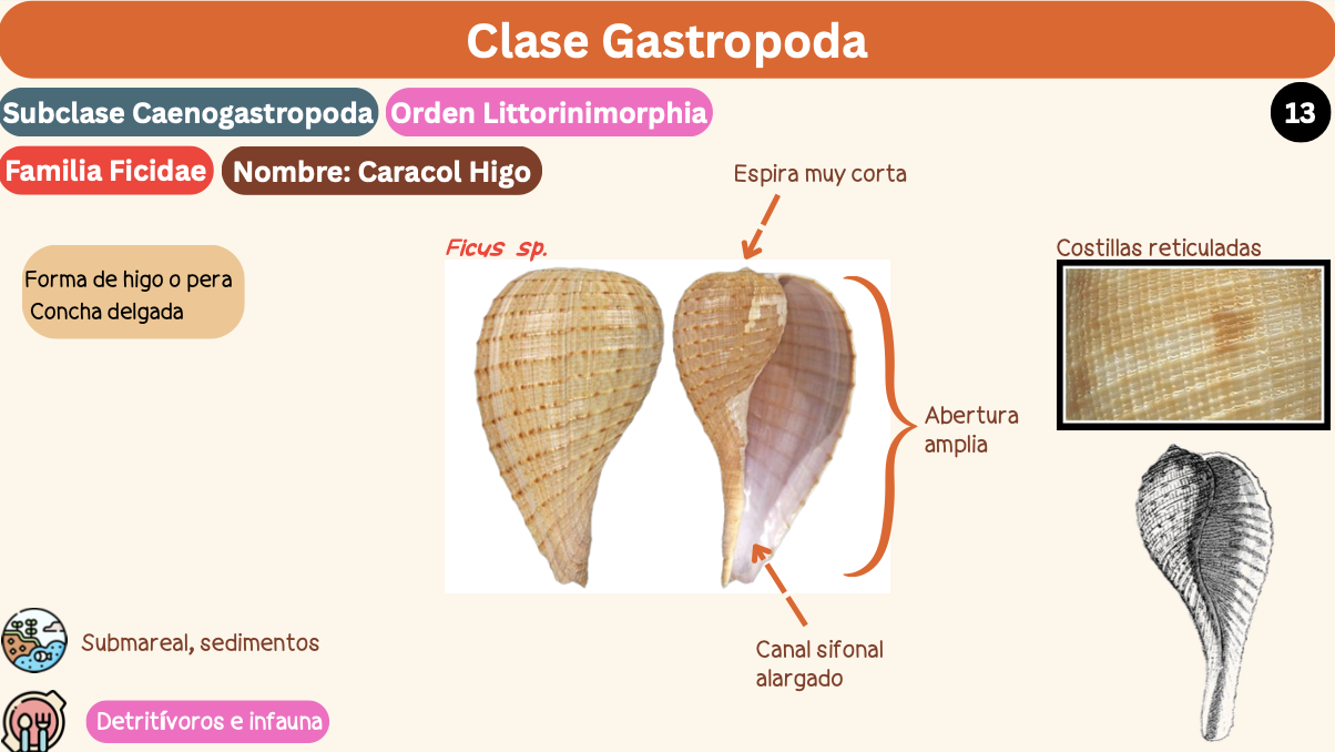 <p><strong>FILO </strong>Mollusca<strong><br>CLASE </strong>Gastropoda<br><strong>SUBCLASE </strong>Caenogastropoda<br><strong>ORDEN </strong>Littorinimorphia<br><strong>FAMILIA </strong>Ficidae.<br><strong>GÉNERO </strong><em><u>Ficus sp.</u></em><br><strong>NOMBRE COMÚN </strong>Caracol Higo.<strong><br>CARACTERÍSTICAS </strong>Forma de higo/pera, concha delgada.<br><strong>RÁDULA </strong>Tenioglosa.<strong><br>ALIMENTACIÓN </strong>Detrítivoros e infauna.<strong><br>HÁBITAT </strong>Submareal, sedimentos.</p>
