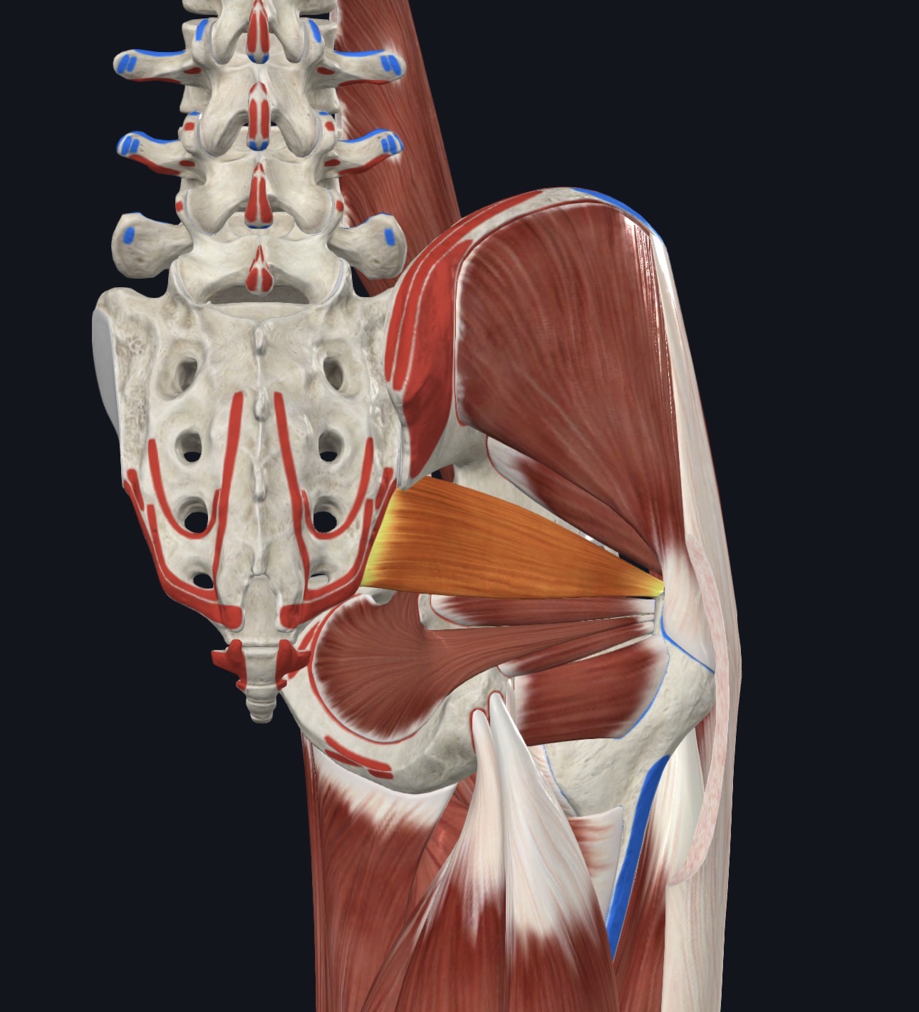 <ul><li><p>Deep Gluteal Region</p></li></ul><p></p>