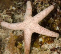 <p>ECHINODERMATA Troughton’s seastar</p>