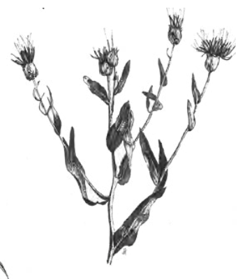 <ul><li><p>type of spreading, racemose inflorescence (often flat-topped, sometimes rounded)</p></li><li><p>each flower stem (pedicel) originates from a different point on the main flower stem</p></li><li><p>lower pedicels are longer than upper ones</p></li></ul><p></p>