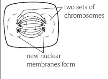 <ul><li><p>separated chromosomes reach poles</p></li><li><p>nuclear envelope forms</p></li><li><p>1 cell - 2 nuclei → genetically identical</p></li></ul><p></p>