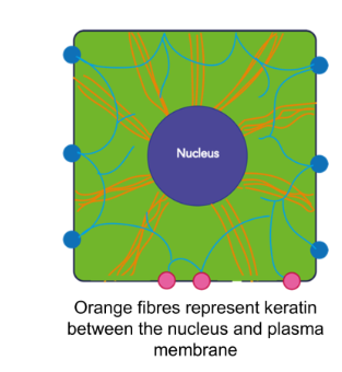 <ul><li><p>cell nuclear membrane to plasma membrane at desmosomes</p></li></ul><p></p>