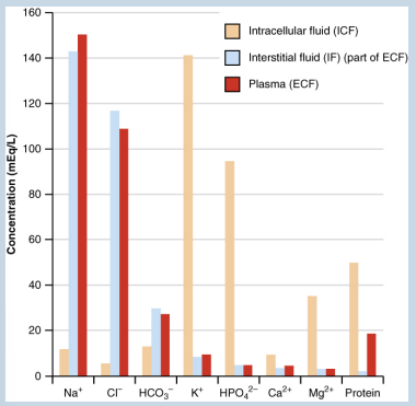 <p>• The compositions of the two components of the ECF - plasma and ISF - are more similar to each other than either is to the ICF</p><p></p><p>• Blood plasma has high concentrations of sodium, chloride, bicarbonate, and protein</p><p></p><p>• The ISF has high concentrations of sodium, chloride, and bicarbonate, but a relatively lower concentration of protein</p><p></p><p>• The ICF has elevated amounts of potassium, phosphate, magnesium, and protein</p>