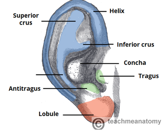 <p>label missing part</p>