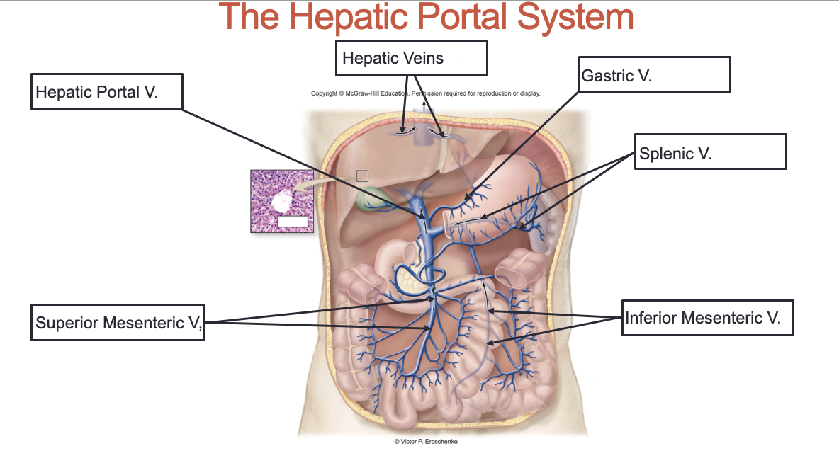<ol><li><p>Superior Mesenteric Vein</p></li><li><p>Hepatic Portal Vein</p></li><li><p>Hepatic Veins</p></li><li><p>Gastric Vein</p></li><li><p>Splenic Vein</p></li><li><p>Inferior Mesenteric Vein</p></li></ol><p></p>