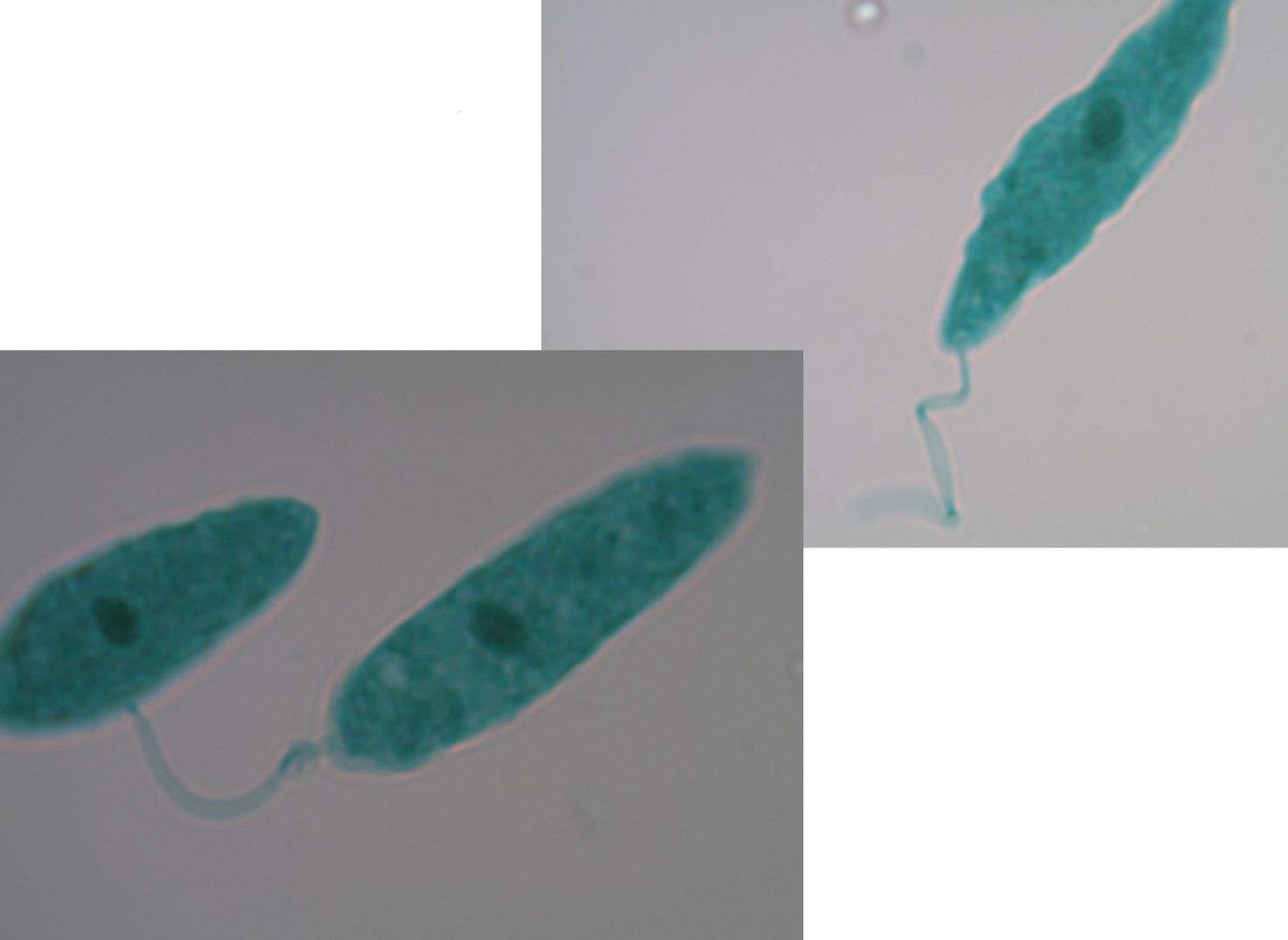 <p>*note flagella, nucleus</p>