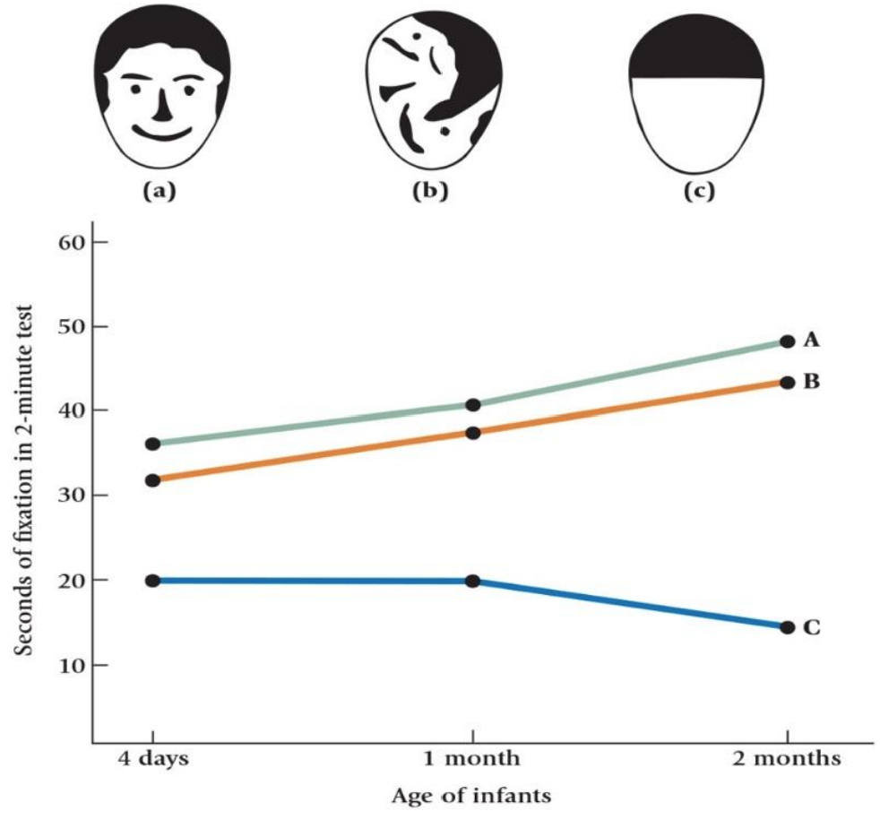 <p>Visual Perception in Infancy - Pattern and form + Fantz’s test</p>