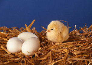 <p>This is the reproductive system of birds in class Reptilia. Birds have an ______ egg with a hard covering and like other reptiles, all birds use external <strong>OR</strong> internal fertilization.</p>