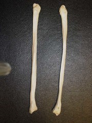 <p>Identify the Bone</p>