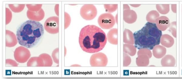 <p>Leukocytes that contain granules, produced in red bone marrow, have lobed nuclei</p><ul><li><p>Neutrophils</p></li><li><p>Eosinophils</p></li><li><p>Basphils</p></li></ul><p></p>