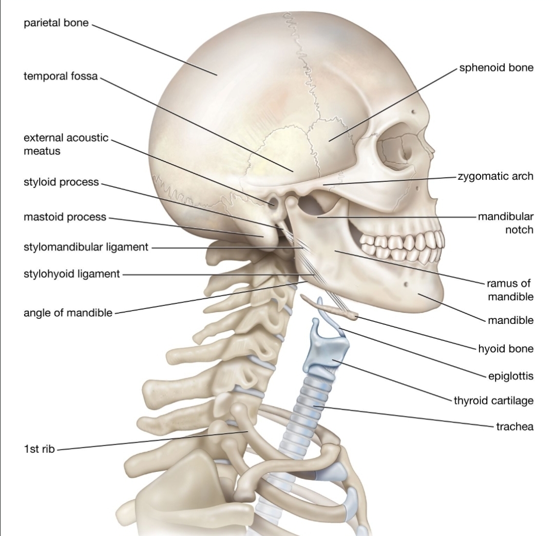 <p>Located in the axial skeleton, what are these set of bones apart of?</p>
