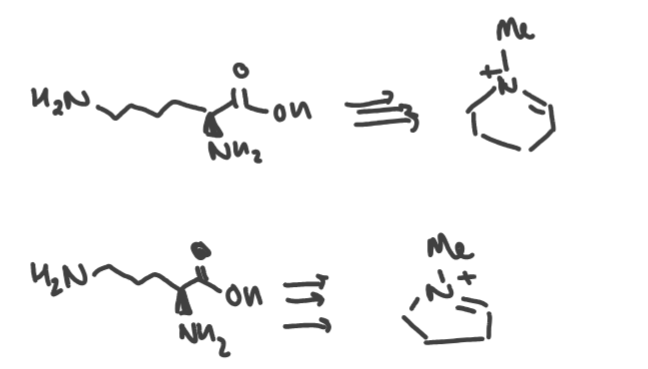 <p>Lysine → 6 membered piperidine alkaloids.</p><p></p><p>Ornithine → 5 membered pyrrolidine alkaloids.</p>