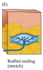 <p>nerve fiber branches embedded in collagen</p><p>stretching collagen opens channels in embedded dendrites </p><p>sustained, deep stimulation </p><p>stretch</p><p>slow-adapting</p><p>somatosensory AND proprioceptive (body position)</p>