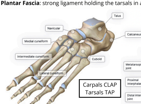 <p>attachment site of the calcaneal tendon</p>