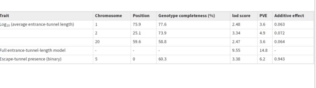 <ul><li><p>variance in entrance tunnel length has genetic component of 24%</p><ul><li><p>more than half of the variance explained by the 3 QTLs found</p></li></ul></li><li><p>QTL for escape tunnels only accounted for 6% of variance</p></li></ul><p></p>