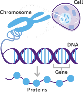 <p>molecule of DNA wrapped around proteins and contained in eukaryotic cells nucleus</p>