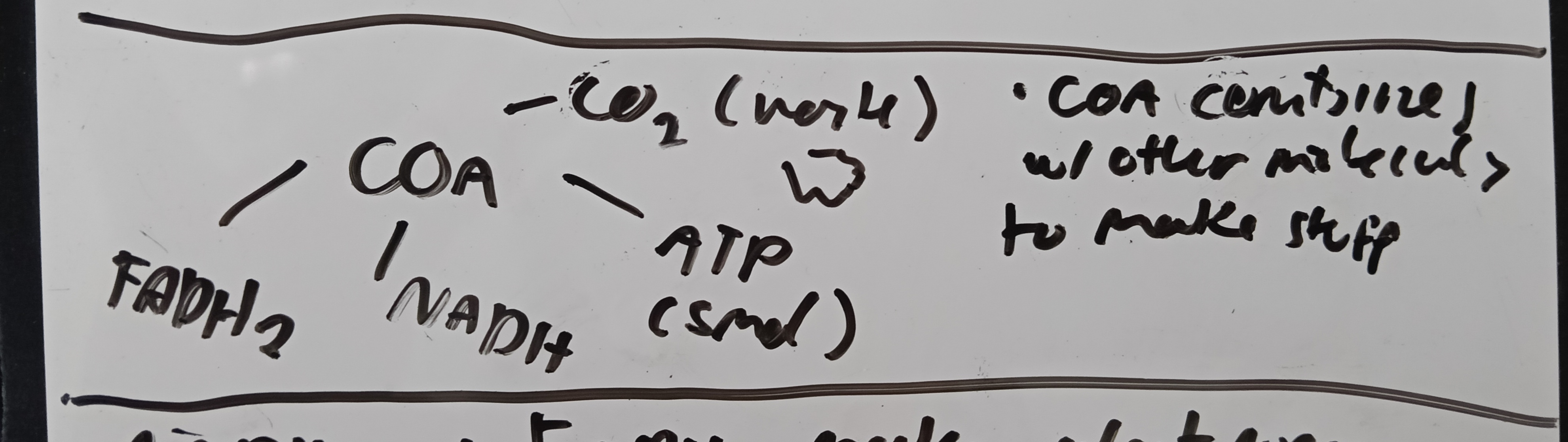 <p>it also makes fadh and NADH that's important for the electron transport chain</p>