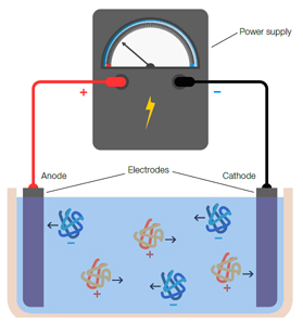 <p>Method that measures the presence of specific proteins by separating them based on size and electrical charge.</p>