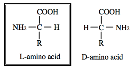 <p>•D vs. L enantiomers</p><p>•All standard AAs exist as enantiomers; except for glycine</p><p>•L configuration of AAs is naturally occurring</p><p>•D configuration of AAs is made through post-translational modifications; mainly used by bacteria</p>