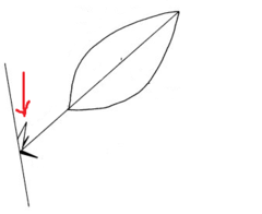 <p>A leaf that has a stipule</p>