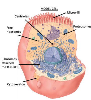 <ul><li><p>ribosomes</p></li><li><p>cytoskeleton</p></li><li><p>microvilli</p></li><li><p>centrioles</p></li><li><p>proteosomes</p></li></ul><p></p>