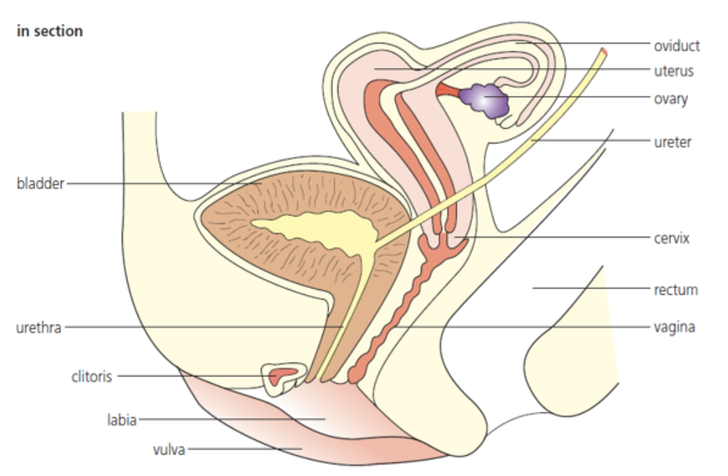 <p>female reproductive system</p>