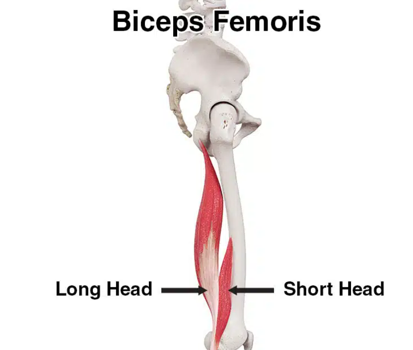 <p>biceps femoris</p>