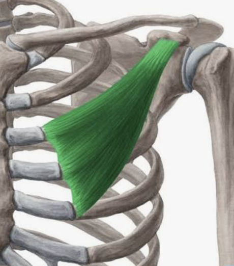 <p>Which muscle is this?</p>