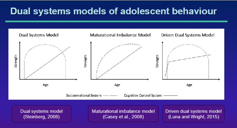 <ul><li><p>dual systems model - Steinberg 2008</p></li><li><p>Maturational imbalance model (Casey et al. 2008)</p></li><li><p>Driven dual systems (Luna and Wright, 2015)</p></li></ul><p></p><p>Risk taking behaviour is highest when cognitive control is underdeveloped by socioemotional system is at its highest</p><p></p>