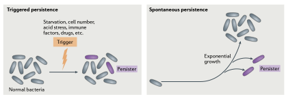 <p><span style="color: red;"><strong>Triggered persistence: </strong>by <u>stress conditions (env.)</u></span></p><p><em>e.g. limitation of different nutrients, high cell number, acid stress, immune factors and exposure to immune cells</em></p><p><span style="color: blue;"><strong>Spontaneous persistence (by chance & rare):</strong></span><strong> </strong>Few persister cells are made when the culture is in<u> steady-state expo. growth</u></p>