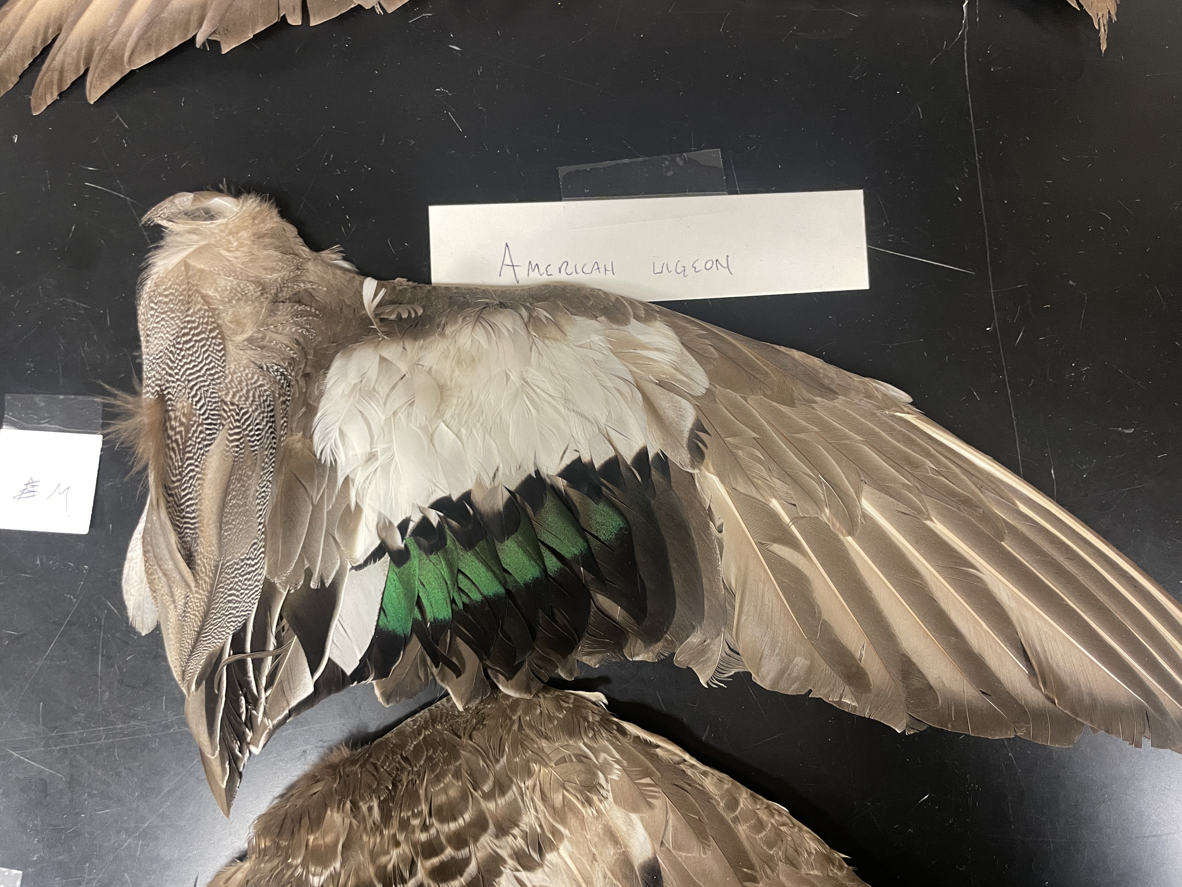 <p>American wigeon male</p><p>large, bright white patch on the upperwing</p>