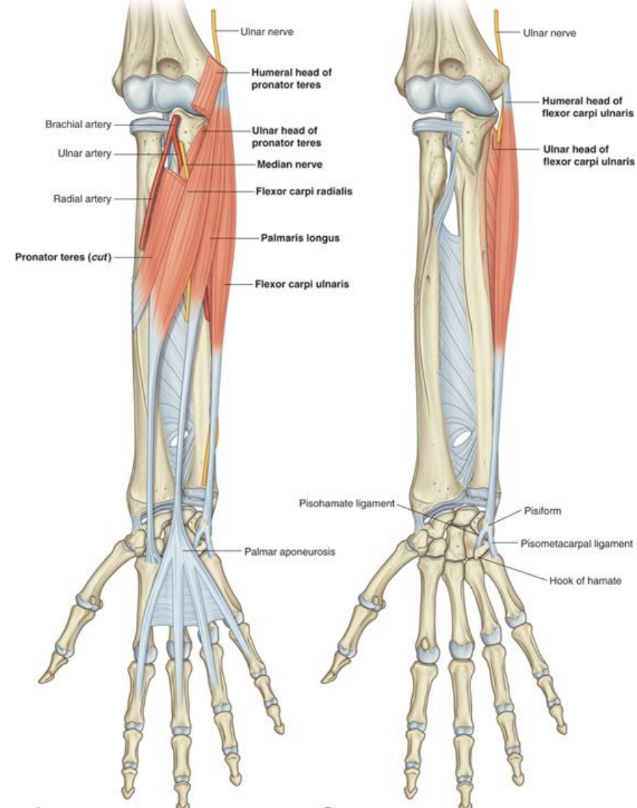 <p><strong>Anterior forearm (superior)-</strong> Palmaris longus</p>