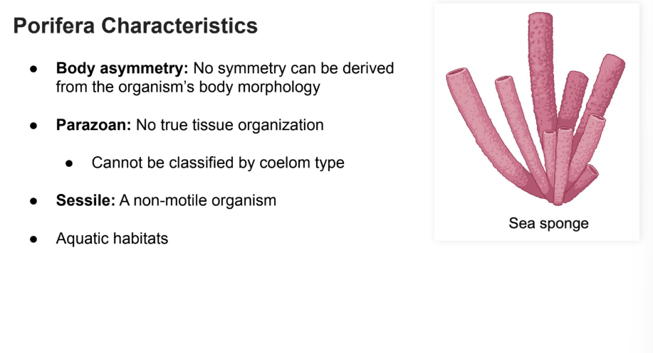<p><strong>Assymetric: </strong>no line of symmetry can be derived.</p><p><strong>Parazoan: </strong>No true tissue organization</p><ul><li><p>Cannot be classified by <strong>coelom </strong>type</p></li><li><p><strong>Sessile: </strong>a non-motile organism</p></li><li><p>Aquatic <strong>habitat</strong></p></li></ul><p></p>